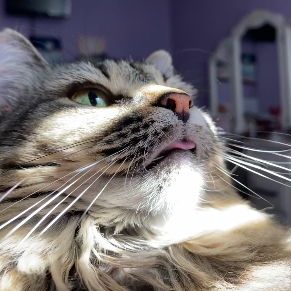 Meet your Posher, Dakata